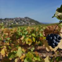 Au loin, Sancerre